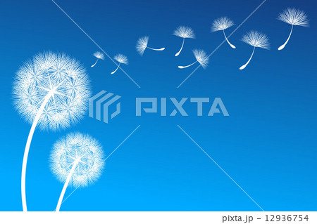Dandelion Dandelion 12936754