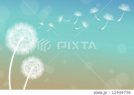 Dandelion 12936756