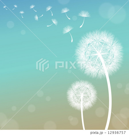 Dandelion 12936757