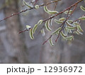 ユビソヤナギ 12936972