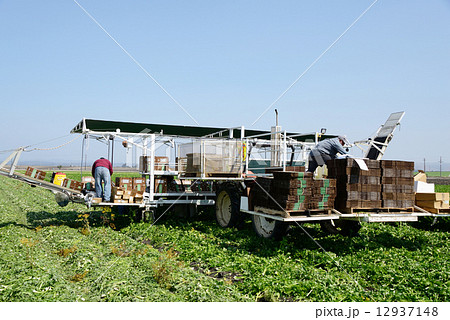 アメリカ　パブリカ農家 12937148