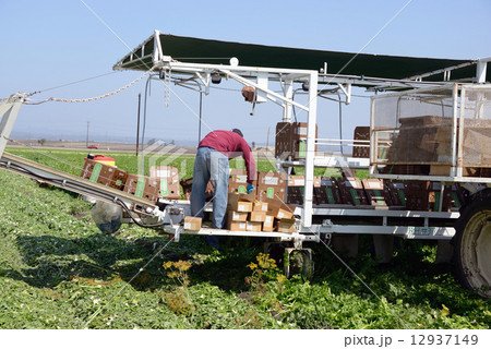 アメリカ　パブリカ農家 12937149