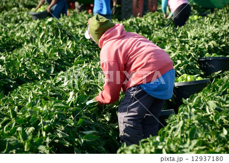 アメリカ　パブリカ農家 12937180