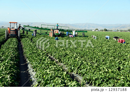 アメリカ パブリカ農家 アメリカ パブリカ農家 12937188