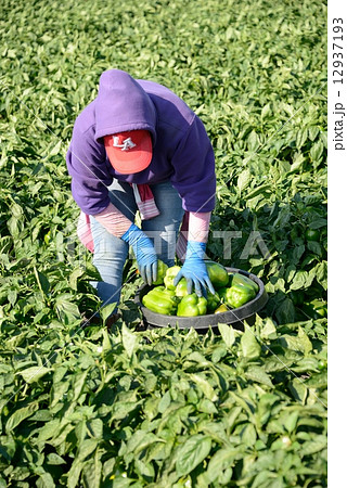 アメリカ　パブリカ農家 12937193