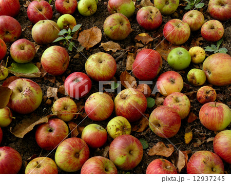 fallen apples 12937245