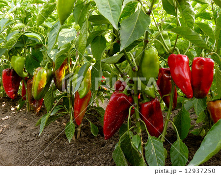sweet peppers bed 12937250