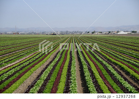 アメリカ レタス農家 アメリカ レタス農家 12937268