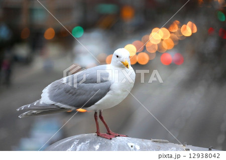 かもめと車の光ーSeagull & Car illumination 12938042