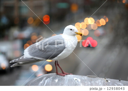 かもめと車の光ーSeagull & Car illumination 12938043