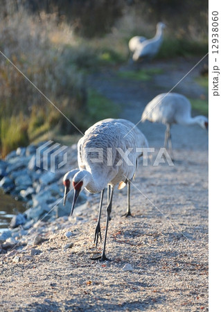 ５羽のカナダヅルー５Sandhill Cranes 12938060