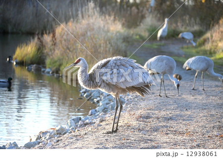 5羽のカナダヅルー5Sandhill Cranes 5羽のカナダヅルー5Sandhill Cranes 12938061