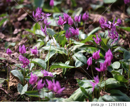 西木のかたくり群生の郷 12938551