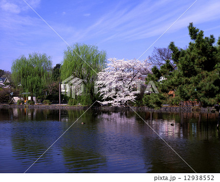 石神井公園の桜 12938552