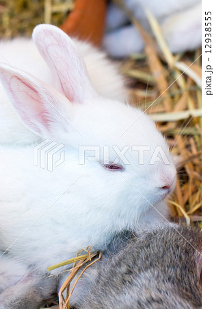 Young white bunny. Young white bunny. 12938555