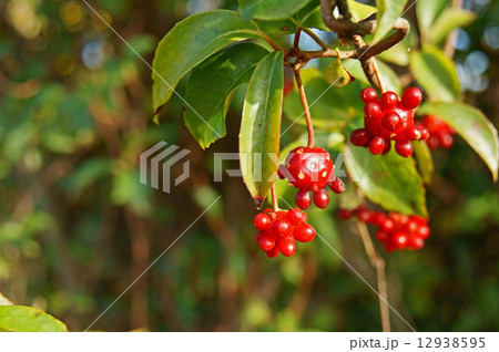 サネカズラの赤い実 サネカズラの赤い実 12938595