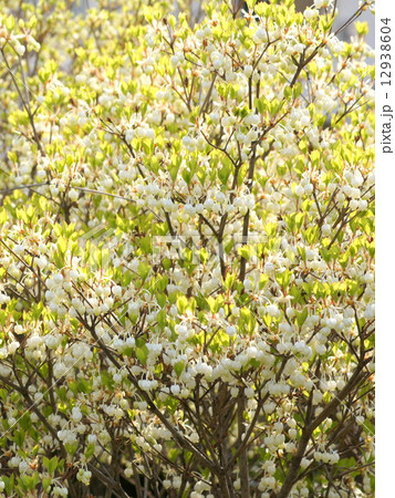 ドウダンツツジ（白） 12938604