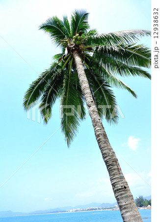 palm tree seaside 12938632