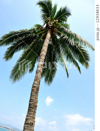 palm tree seaside 12938633