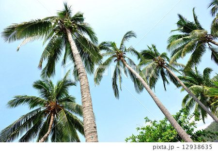 palm tree seaside 12938635
