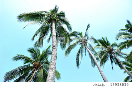 palm tree seaside 12938636