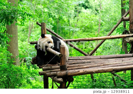 giant panda at forest giant panda at forest 12938911