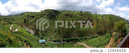 The panorama of tea plantations in Nuwara Eliya, Sri Lanka 12939428