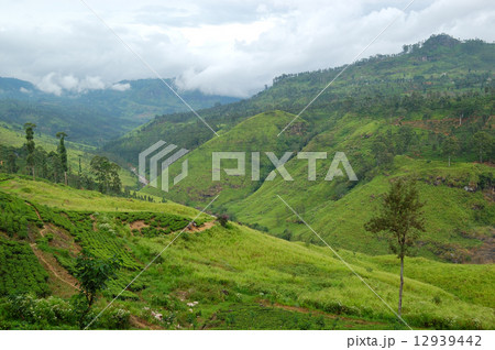 The landscape of Nuwara Eliya, Sri Lanka 12939442