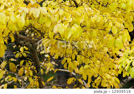 ヒトツバタゴの紅葉 12939519