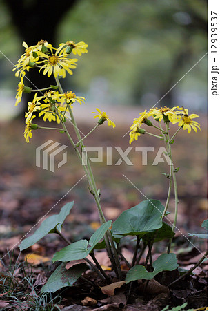 ツワブキ ツワブキ 12939537