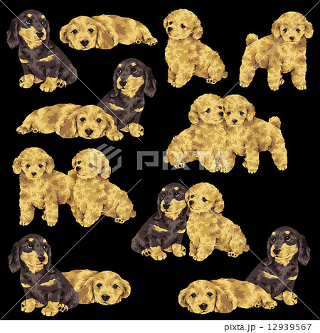 可愛い犬 12939567