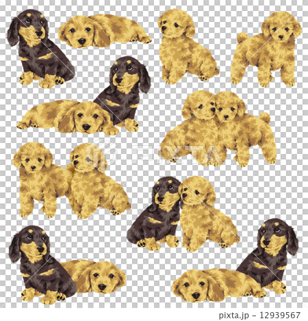 可愛い犬 12939567