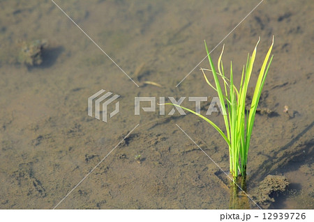 田んぼの苗 12939726