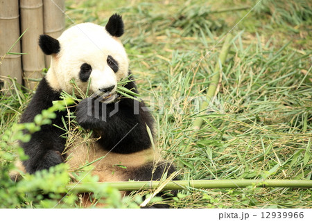 giant panda at forest 12939966