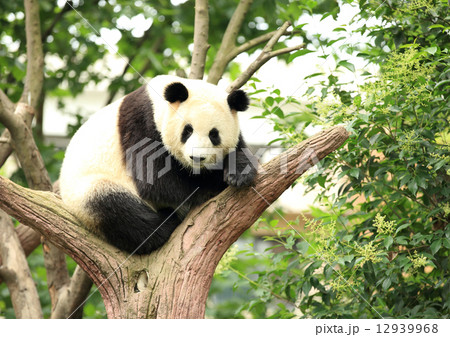 giant panda at forest 12939968