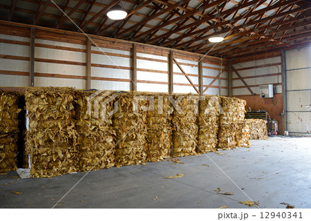 アメリカ　タバコ栽培 12940341