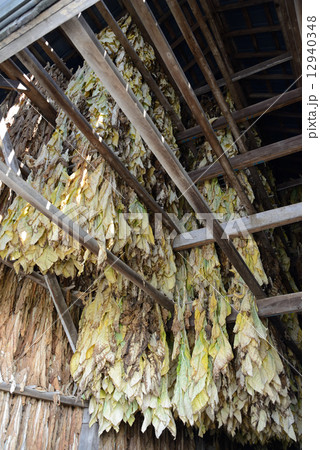 アメリカ　タバコ栽培 12940348