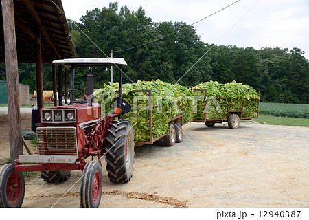 アメリカ　たばこ農家 12940387