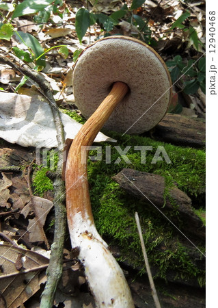 きのこ狩り 12940468