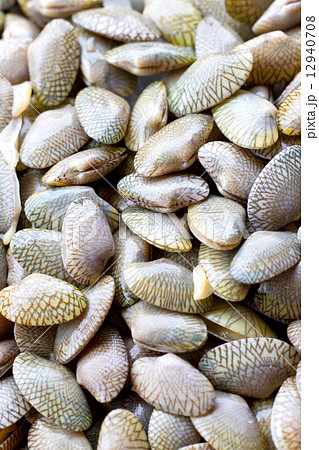 Full frame of fresh raw Surf clam.  12940708