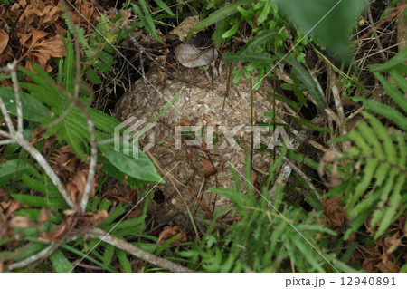 生き物 昆虫 ツマグロスズメバチの巣、林縁の木の根元にありました