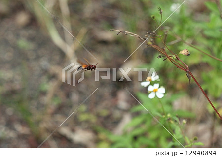 生き物 昆虫 ツマグロスズメバチ、海岸から山、街中まで島中(石垣島)で見かけますがおとなしいハチです 生き物 昆虫 ツマグロスズメバチ、海岸から山、街中まで島中(石垣島)で見かけますがおとなしいハチです 12940894