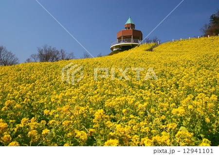 翠波高原 菜の花まつり 12941101
