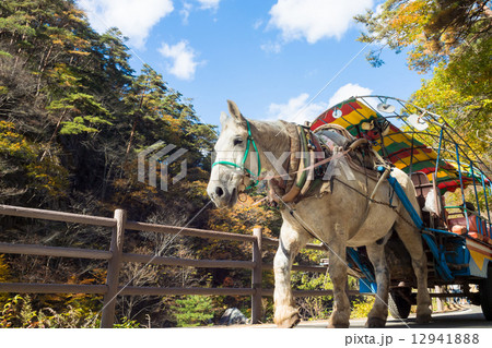 御岳昇仙峡　トテ馬車 12941888