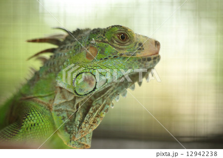 Green Lizard Green Lizard finding food 12942238