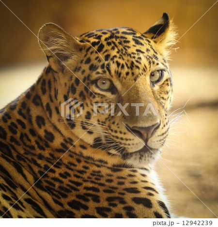 Close up face of Jaguar animal 12942239