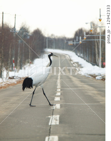 道路を渡るタンチョウ 12942333