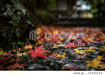 高台寺の紅葉　落ち葉 12942423