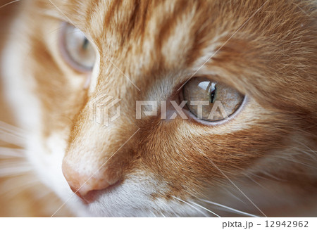 Red cat 12942962