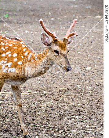 Maral Altai Maral Altai 12943870